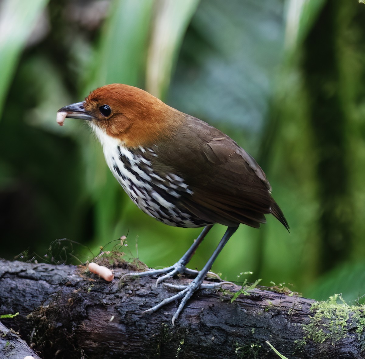 クリガシラジアリドリ - ML644324270