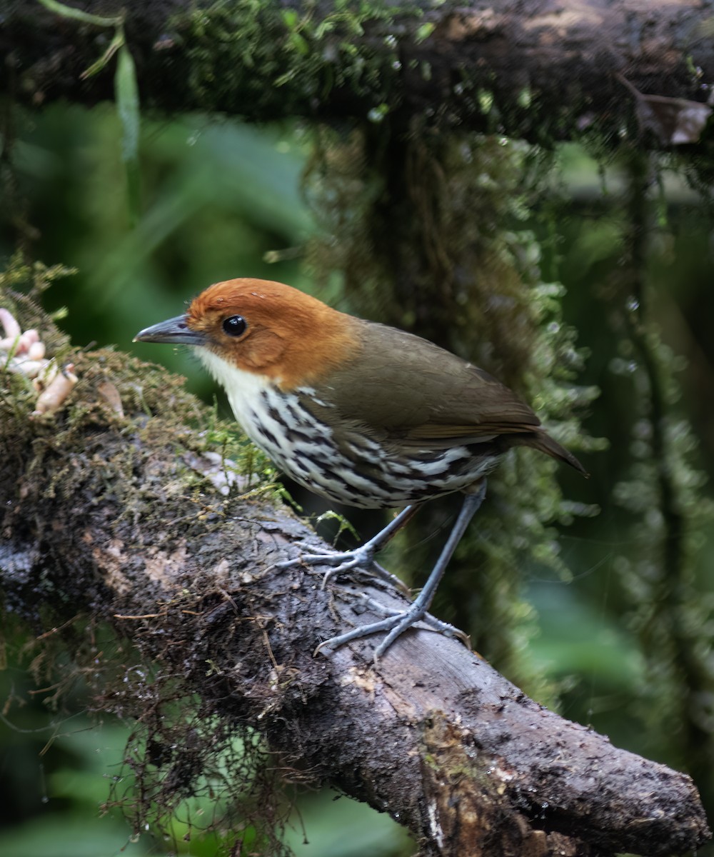 クリガシラジアリドリ - ML644324271