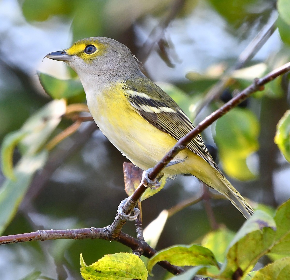 zelenáček bělooký - ML644324285