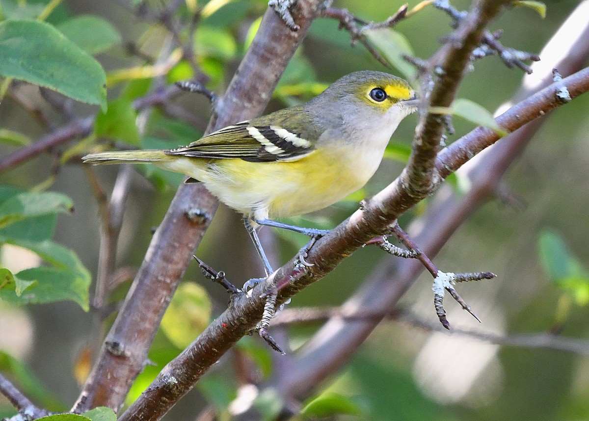 zelenáček bělooký - ML644324288