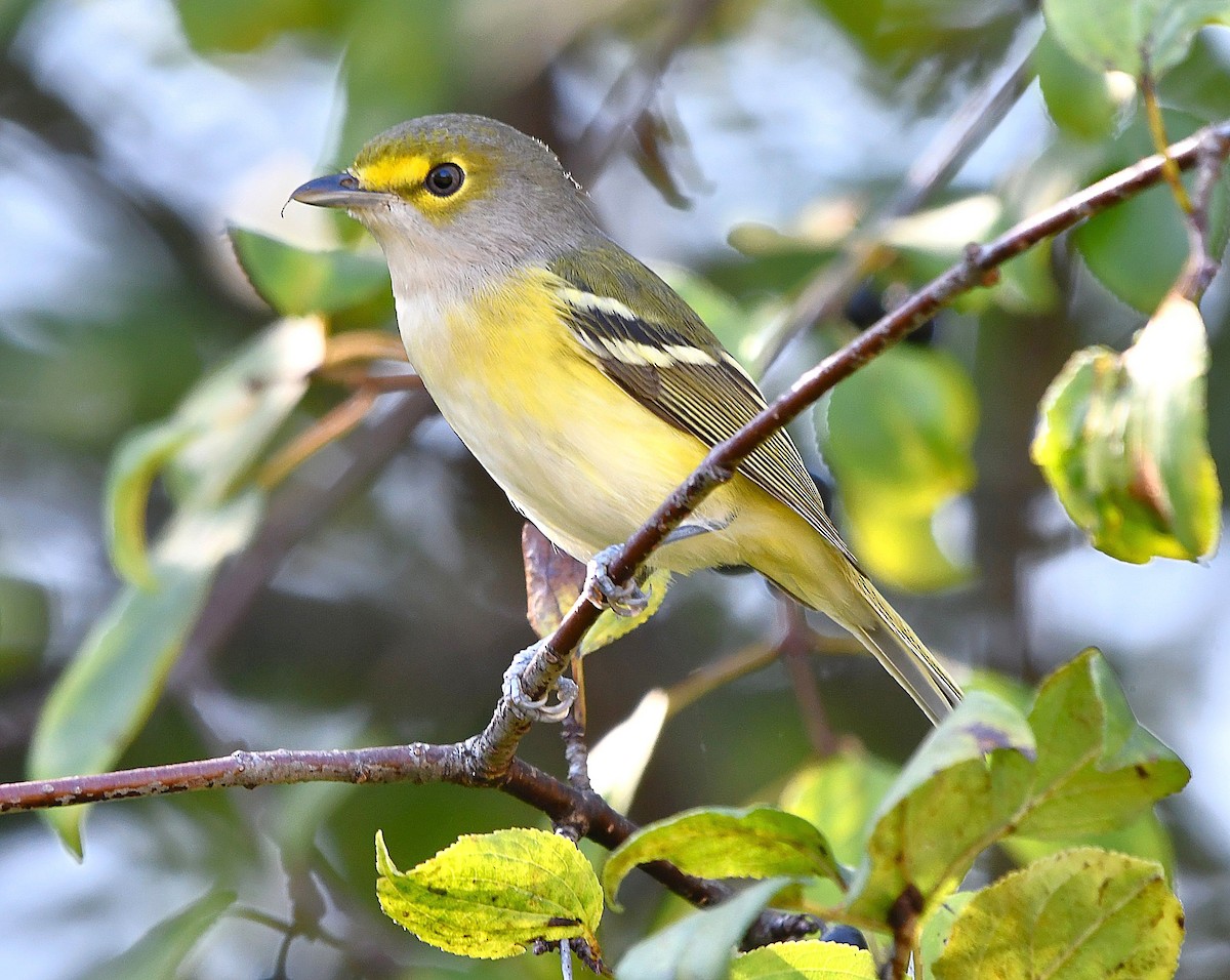 zelenáček bělooký - ML644324289