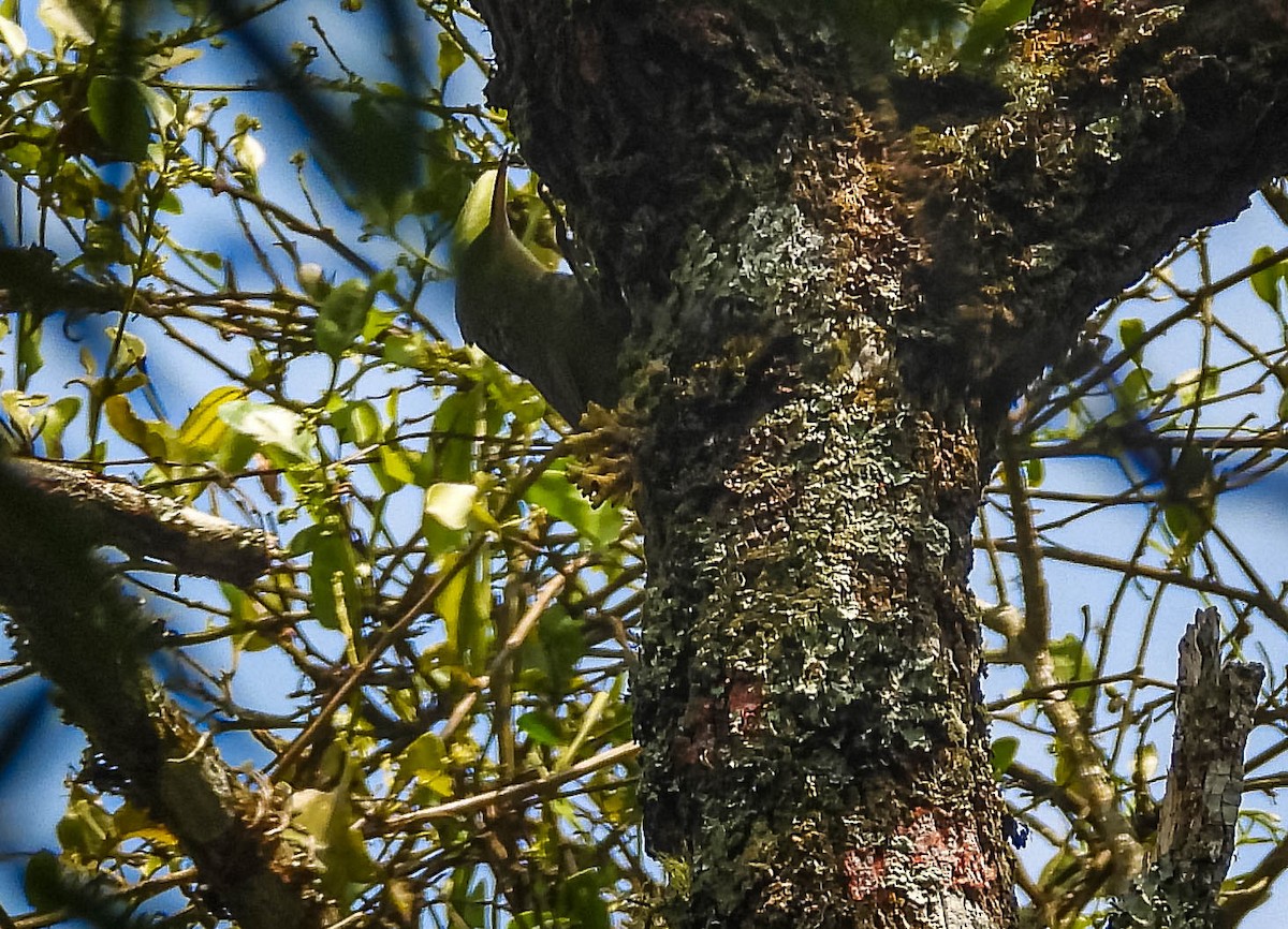 Grimpar brun - ML644324294