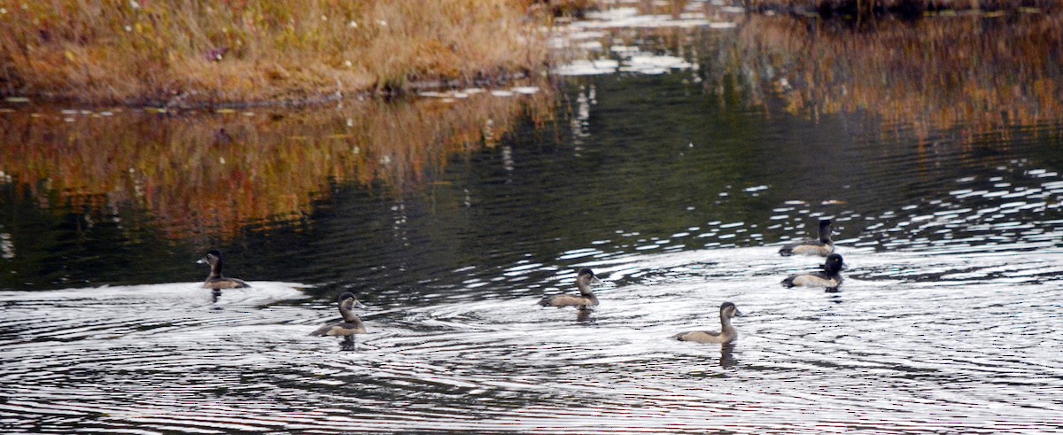 Moretta dal collare - ML644324298