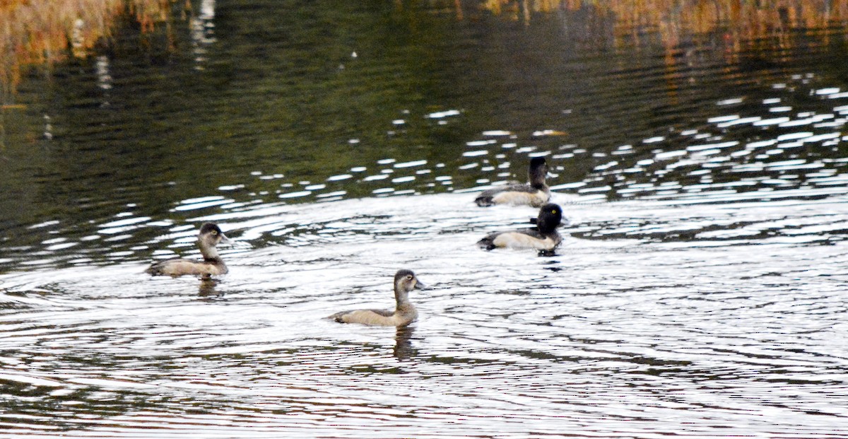 Moretta dal collare - ML644324299