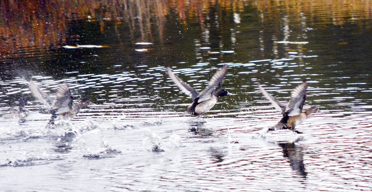 Moretta dal collare - ML644324300