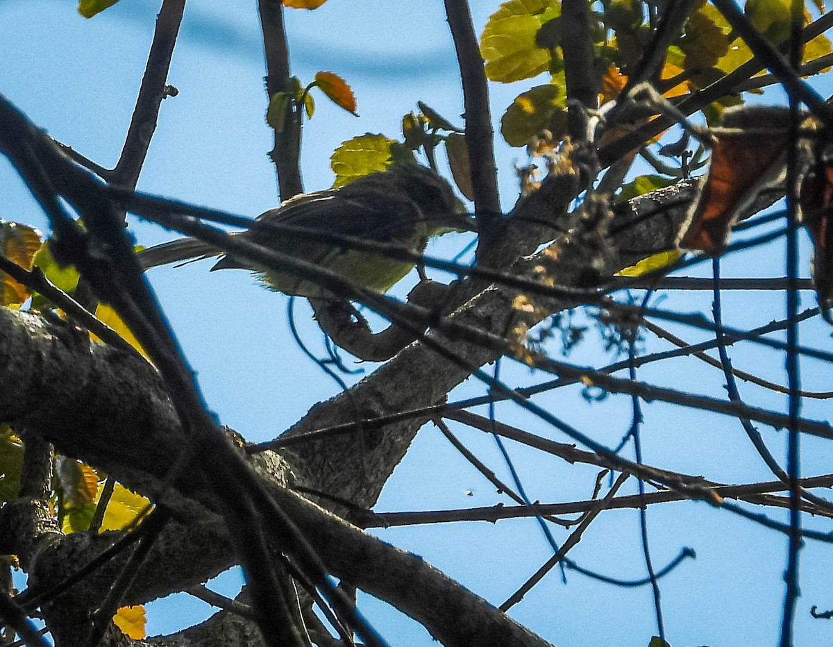 Yellow Tyrannulet - ML644324318
