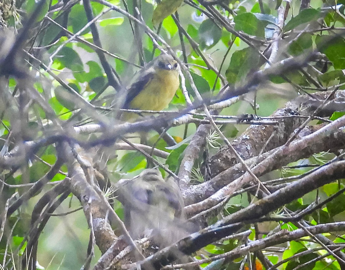 Yellow Tyrannulet - ML644324319