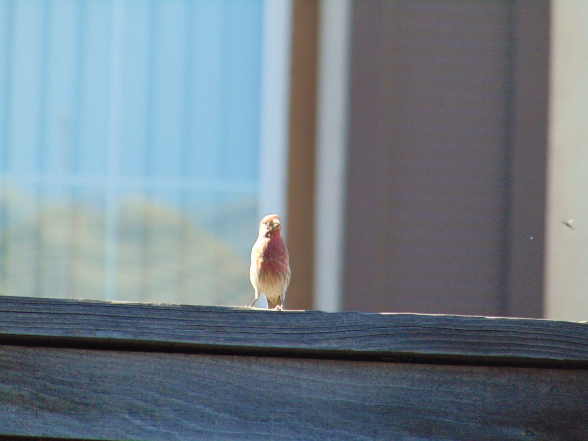 Camachuelo Mexicano - ML644324324