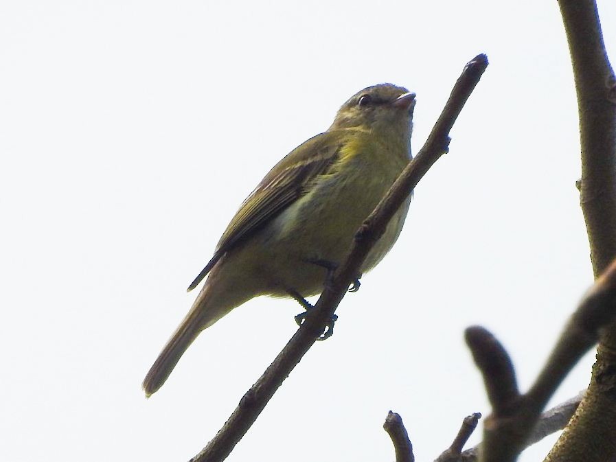Rough-legged Tyrannulet - ML644324326