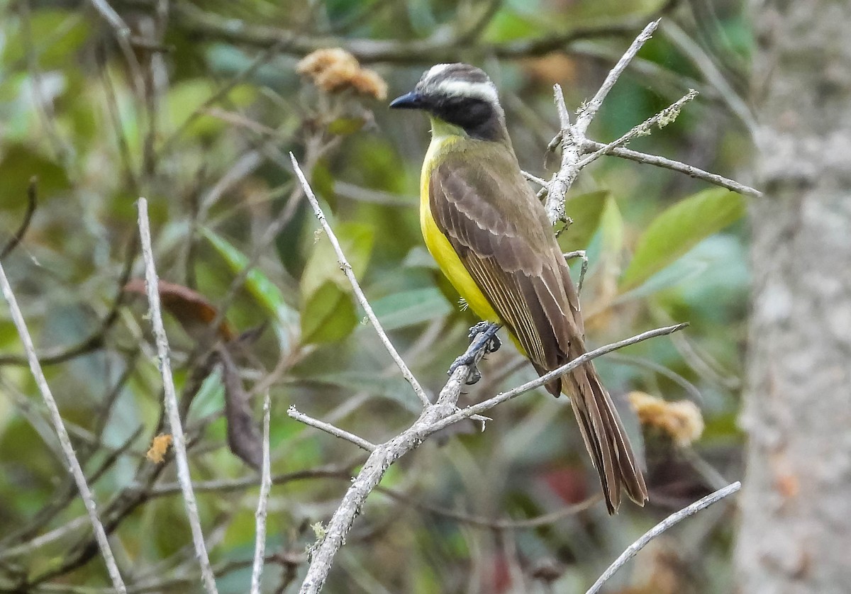 Social Flycatcher - ML644324331