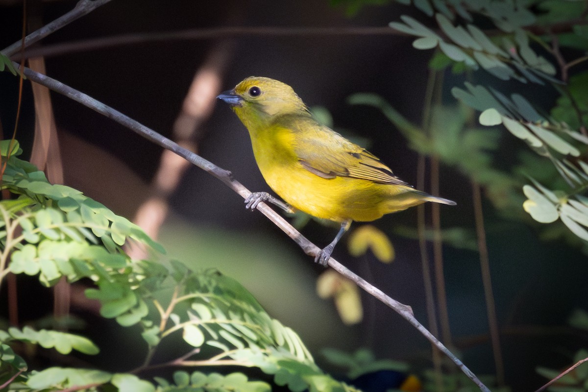 Violaceous Euphonia - ML644324333