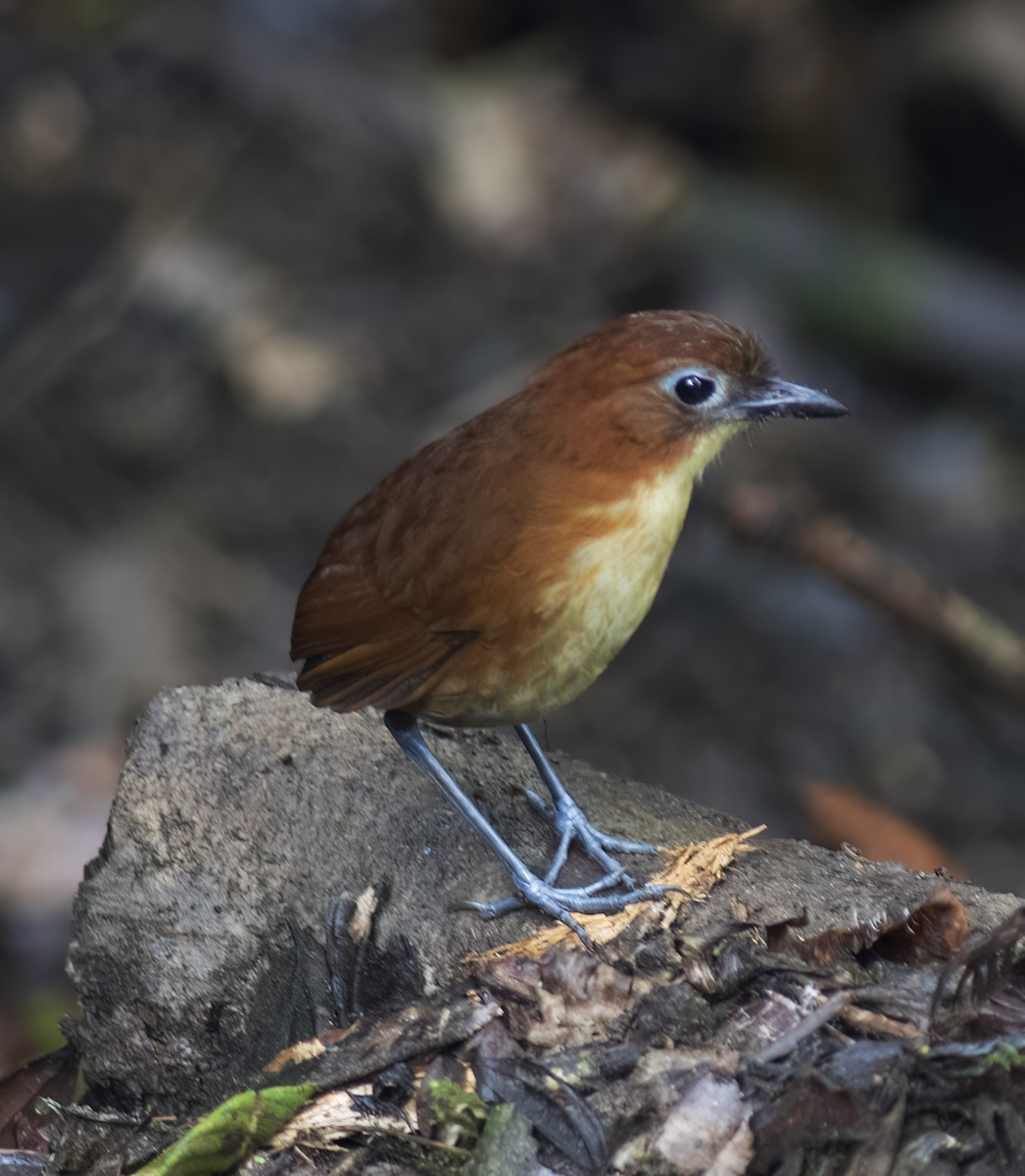 Yellow-breasted Antpitta - ML644324337