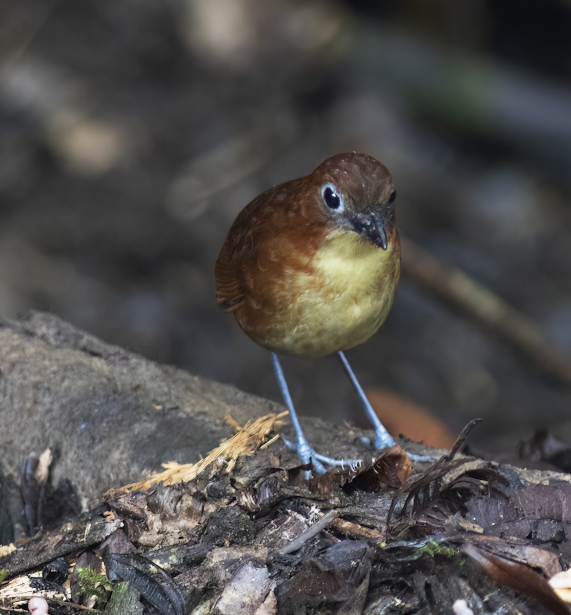 Yellow-breasted Antpitta - ML644324338