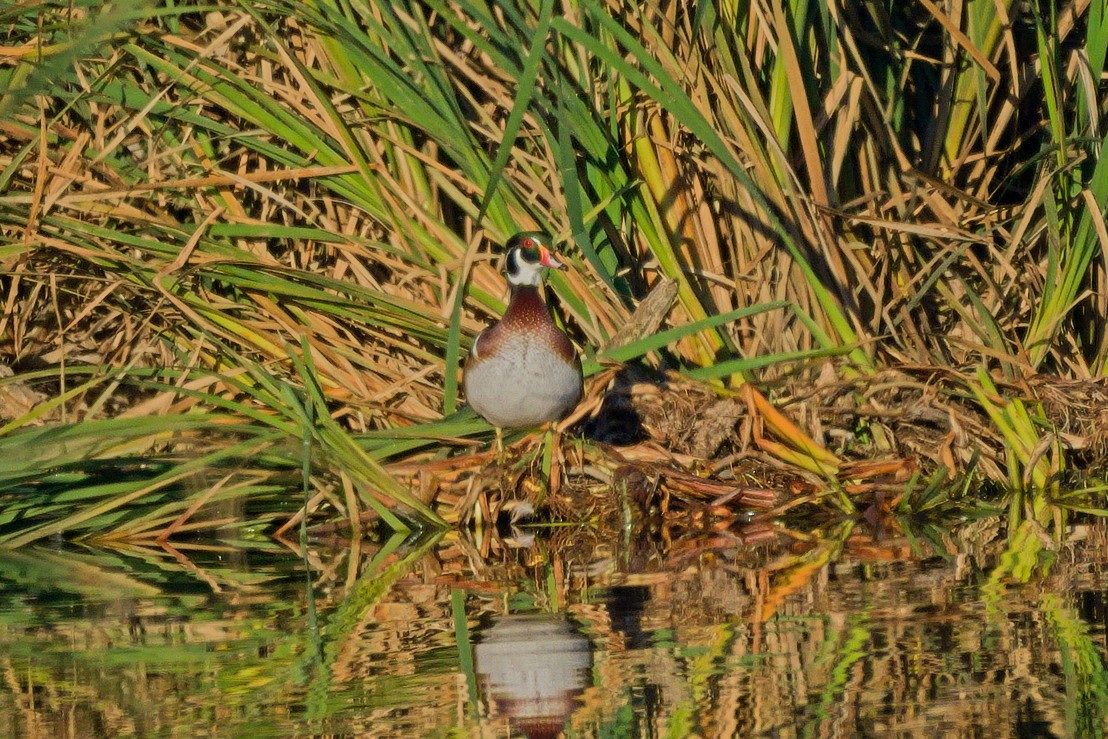 Wood Duck - ML644324339
