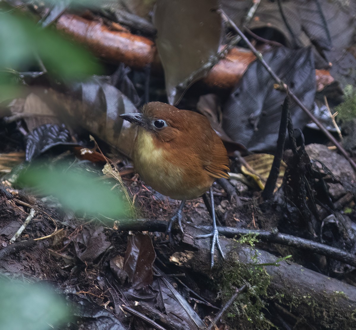 Yellow-breasted Antpitta - ML644324341
