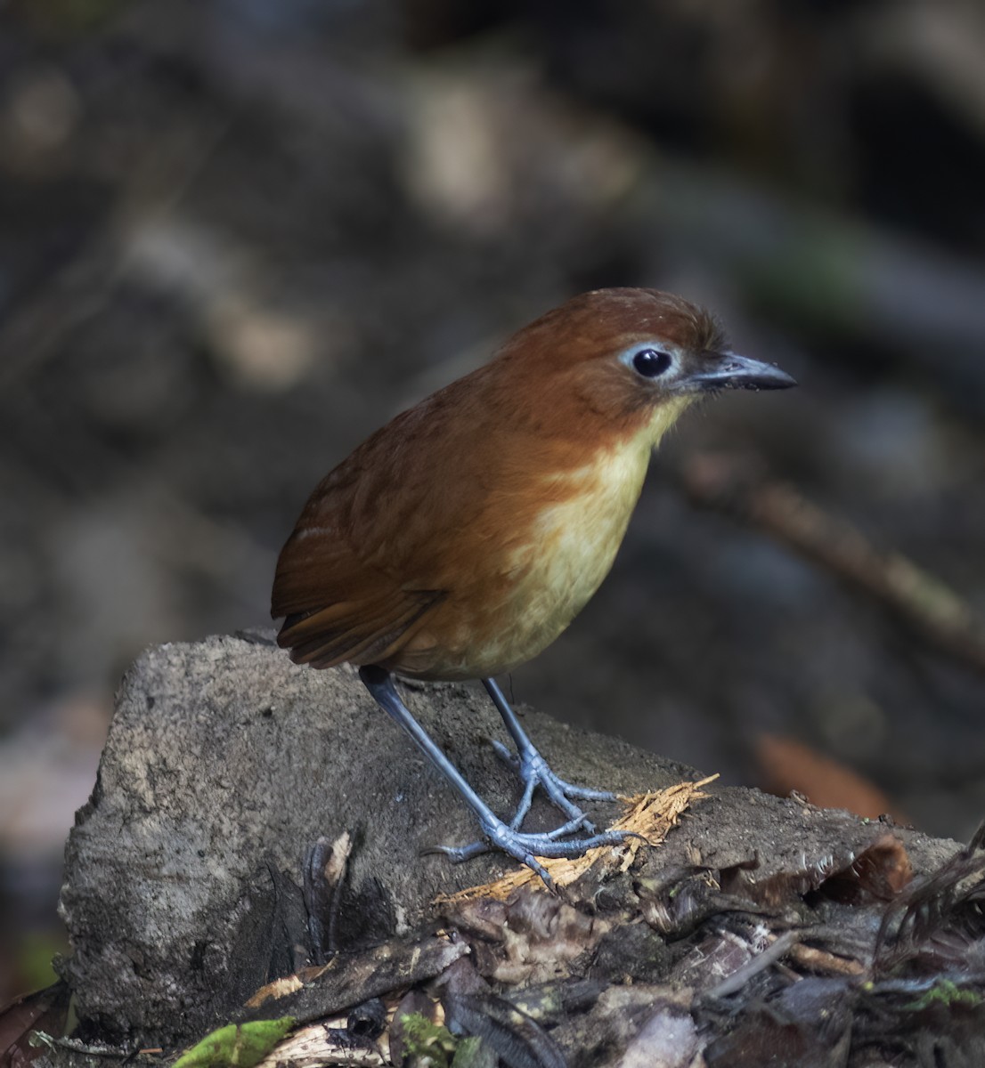 Yellow-breasted Antpitta - ML644324342