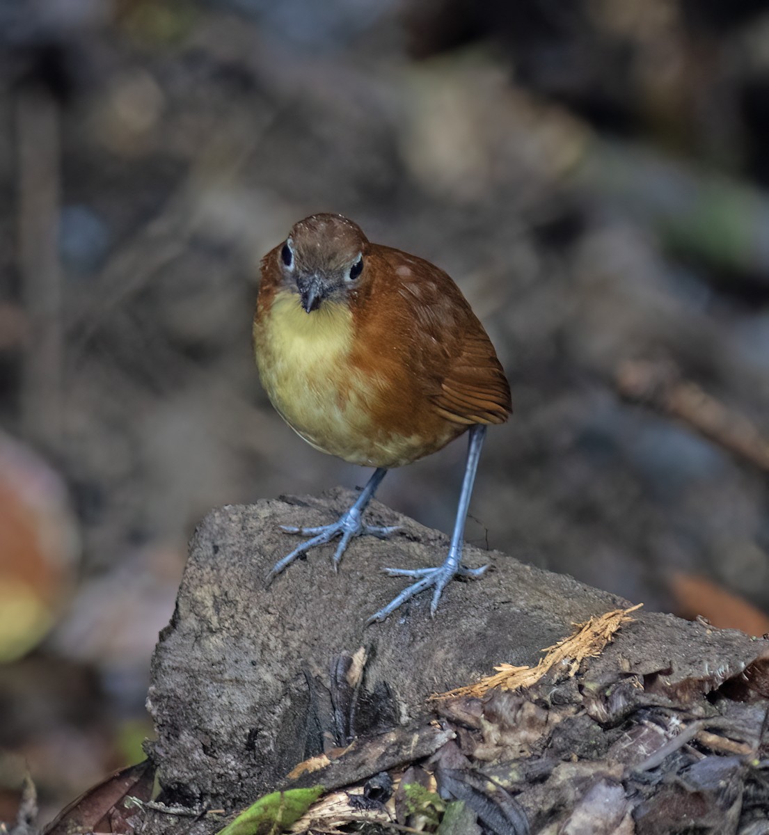 Yellow-breasted Antpitta - ML644324343