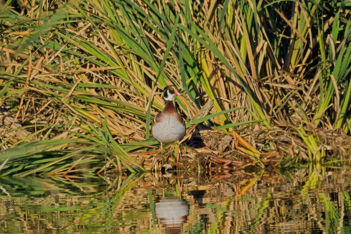 Wood Duck - ML644324348