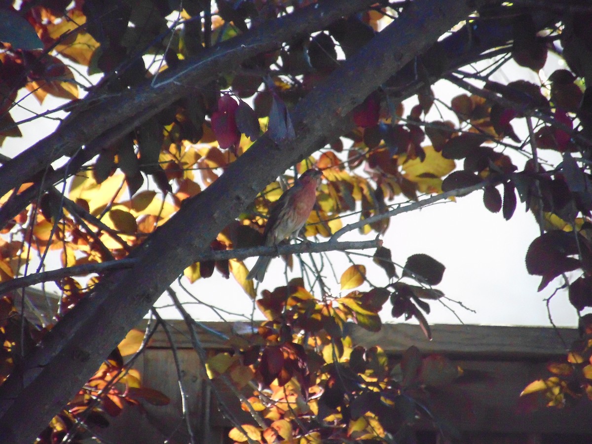 Camachuelo Mexicano - ML644324362