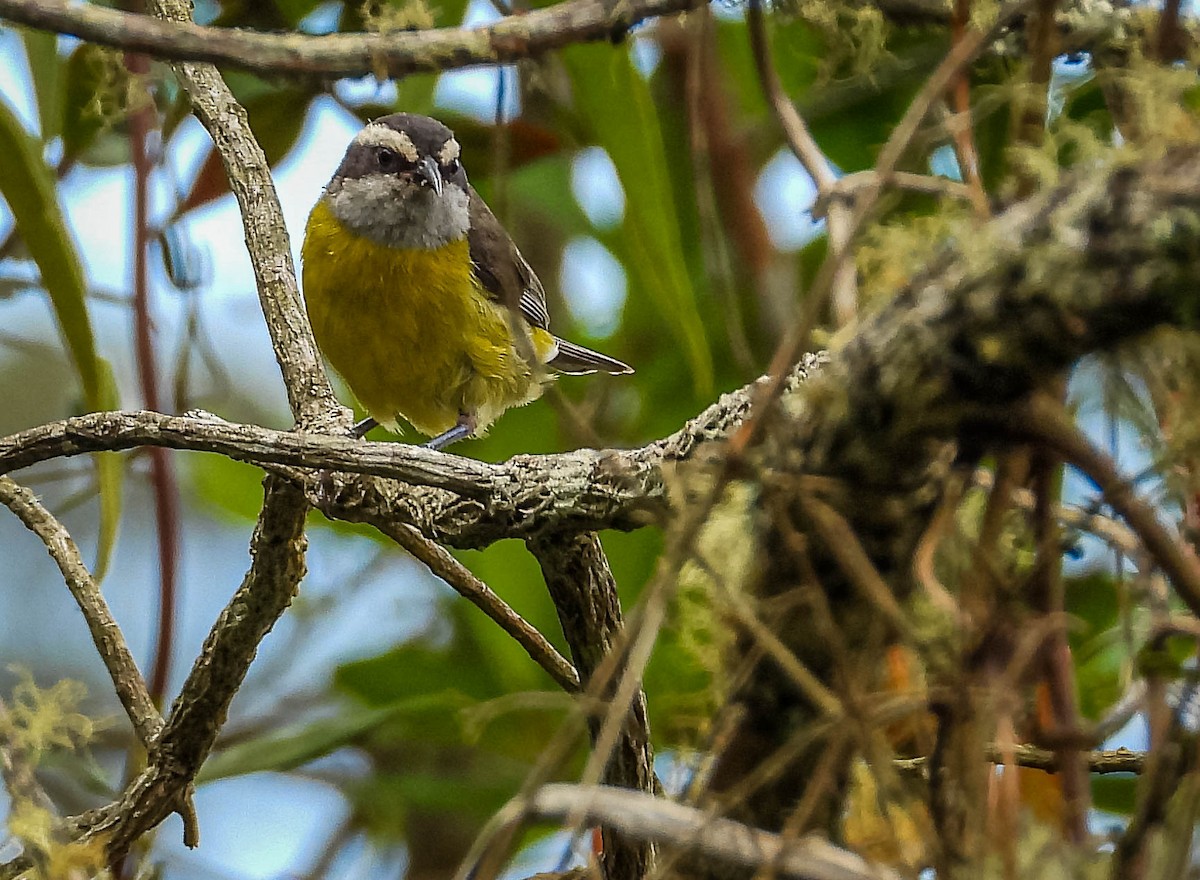 Sucrier à ventre jaune - ML644324364