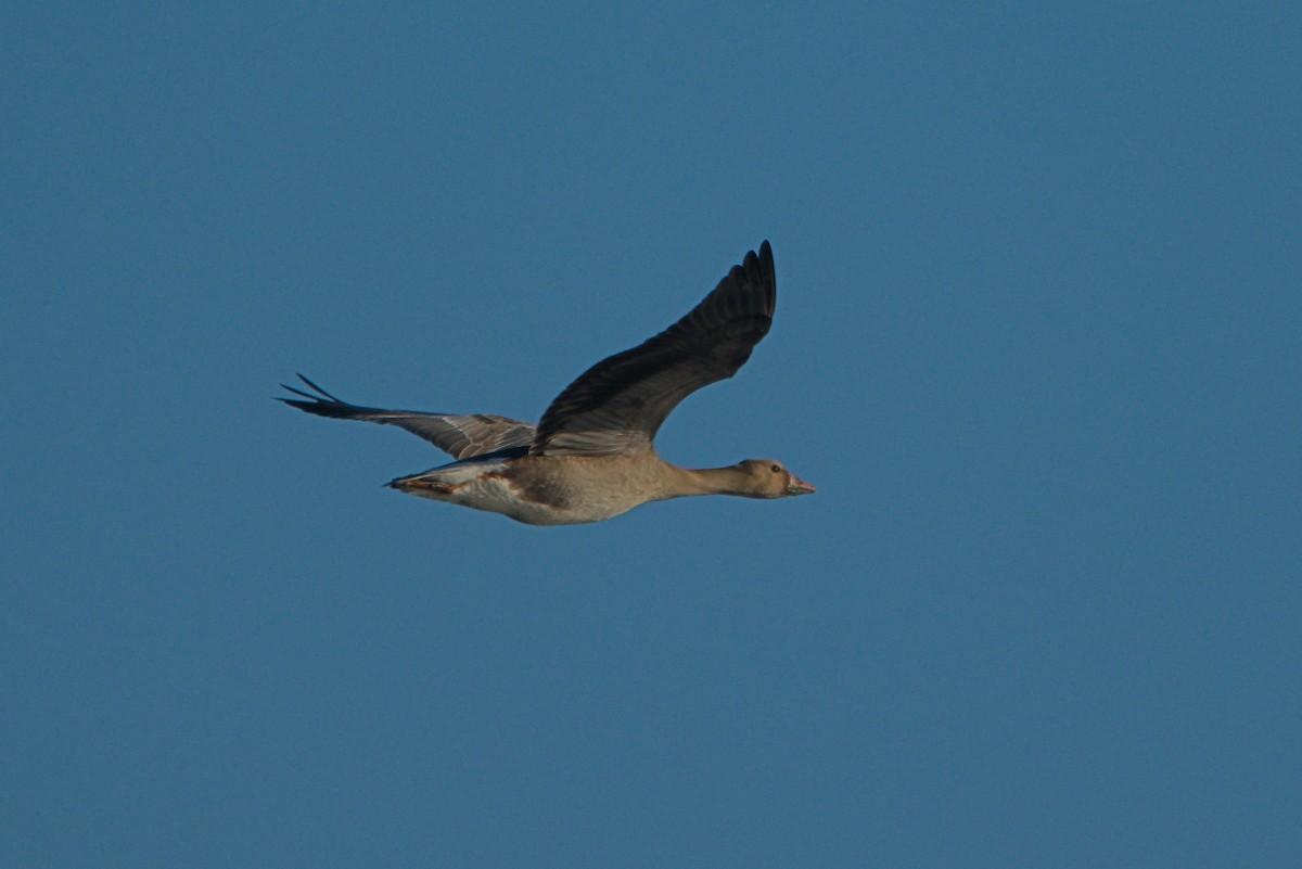 Greater White-fronted Goose - ML644324367