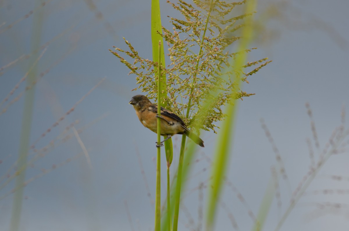 hvitkragefrøeter - ML644324371