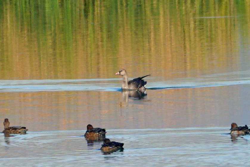 Greater White-fronted Goose - ML644324381