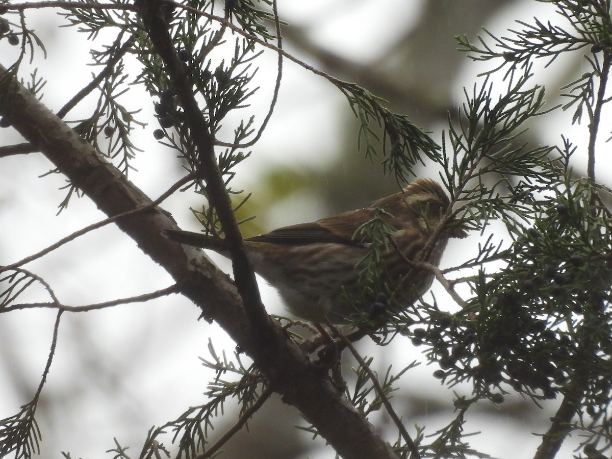 ムラサキマシコ - ML644324389