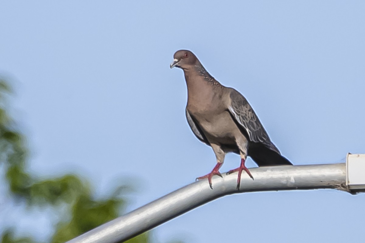 Picazuro Pigeon - ML644324390