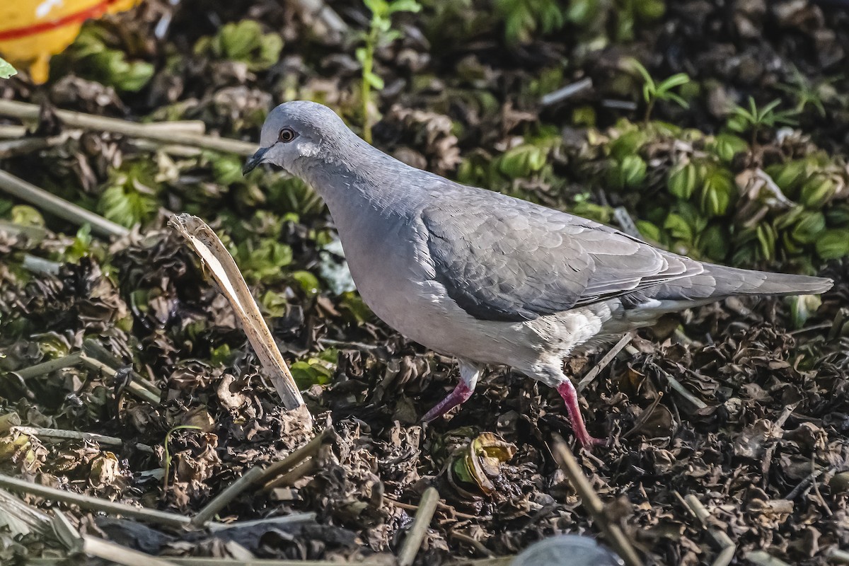 White-tipped Dove - ML644324393