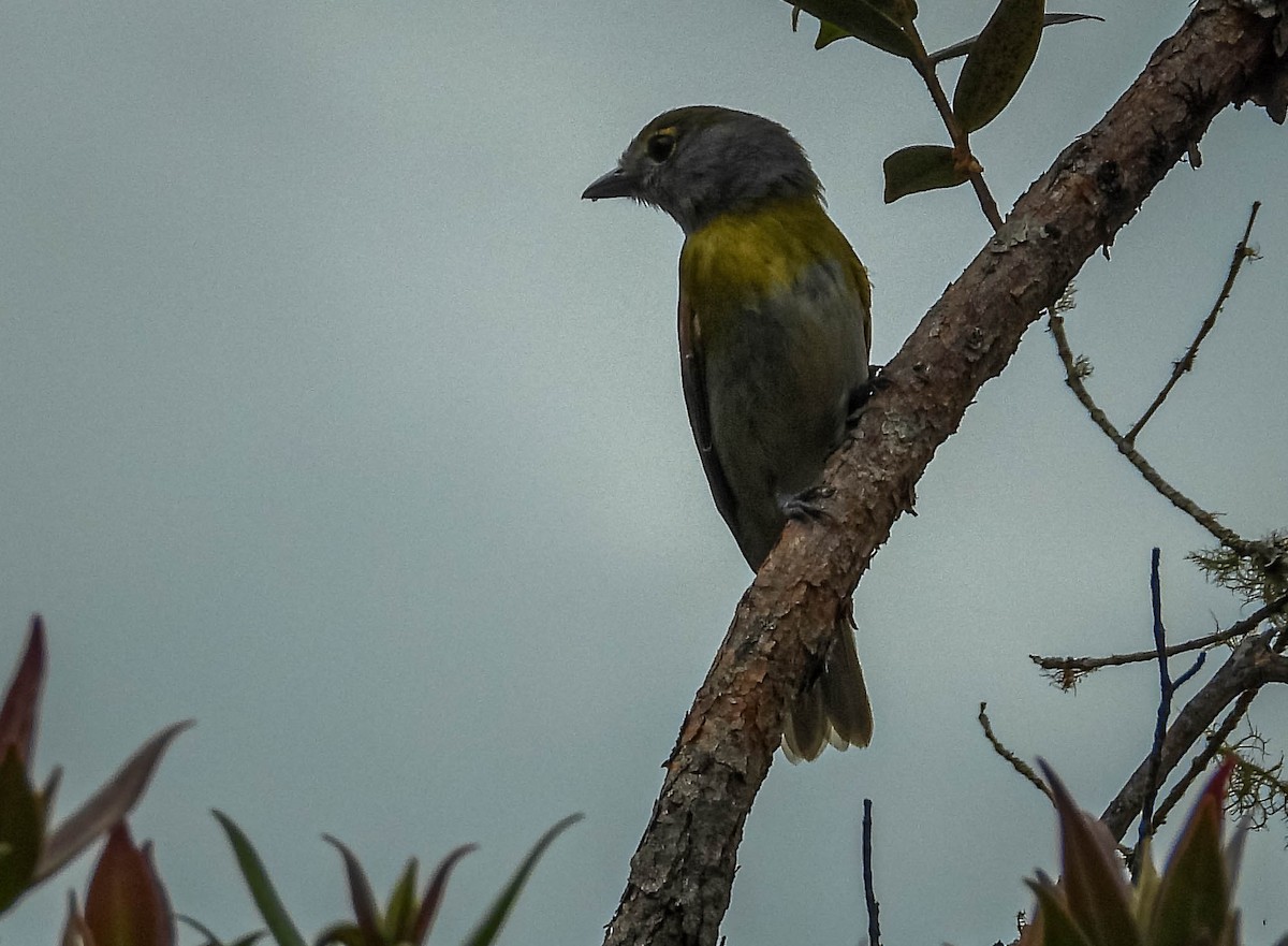 Green-backed Becard (Green-backed) - ML644324394