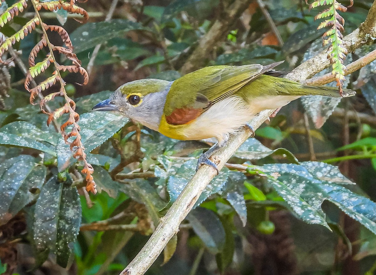 Green-backed Becard (Green-backed) - ML644324395