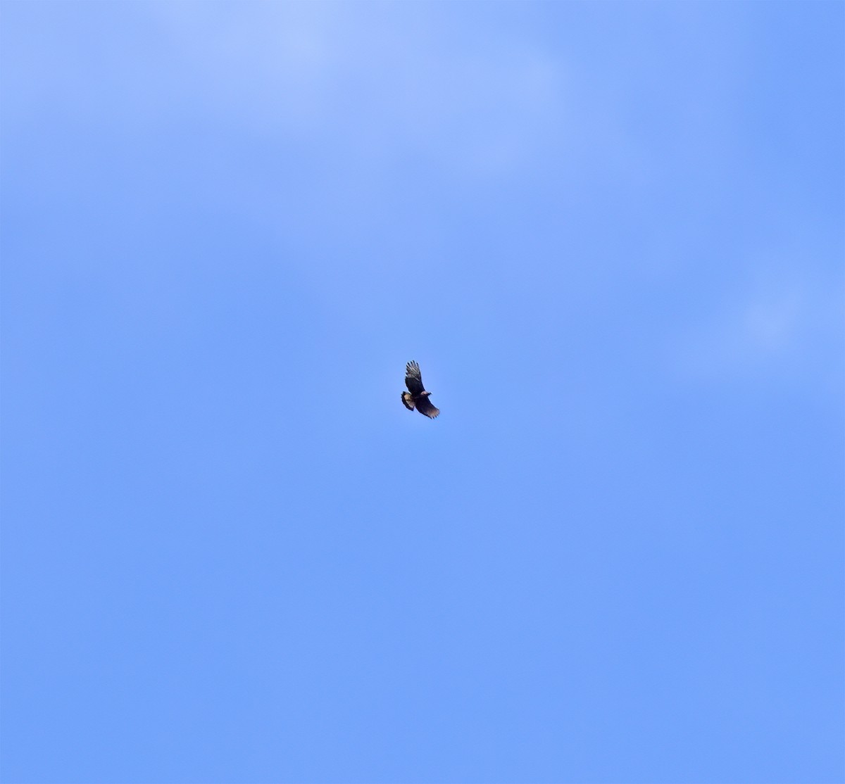 Black-and-chestnut Eagle - ML644324397