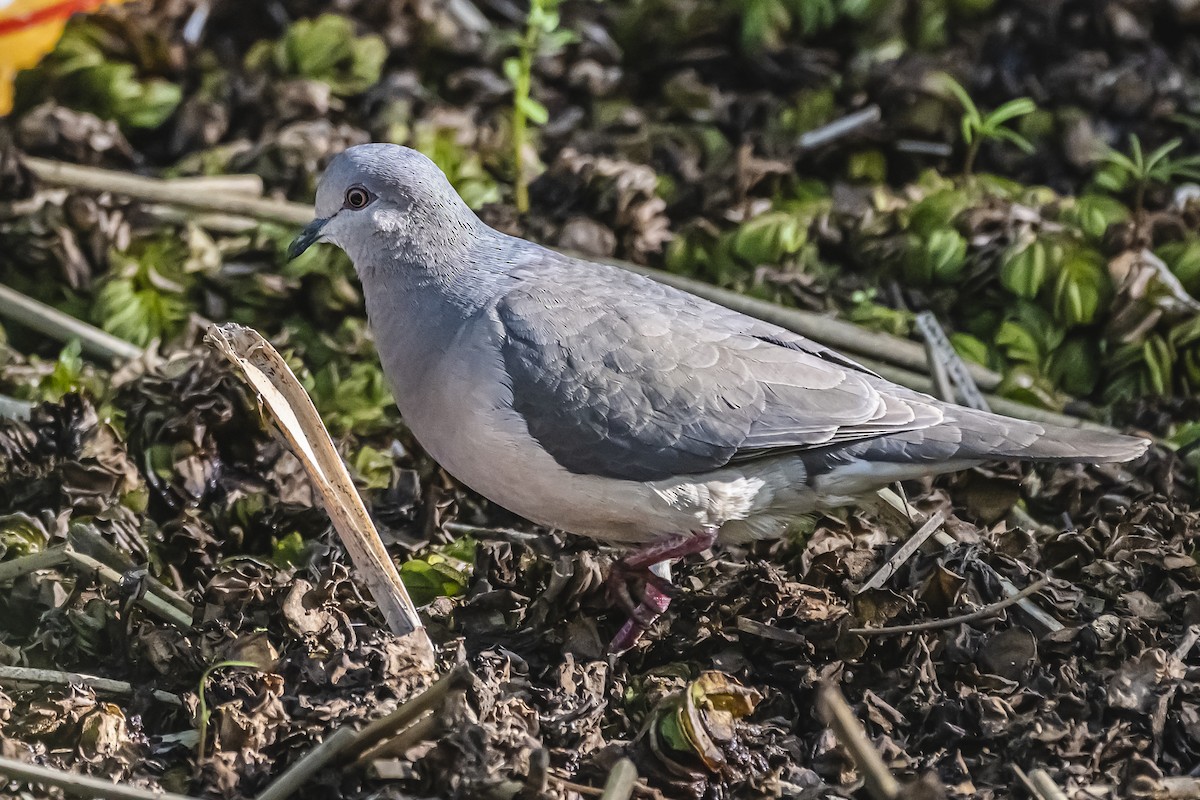 White-tipped Dove - ML644324399