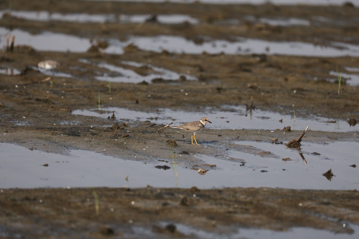 Little Ringed Plover - ML644324417