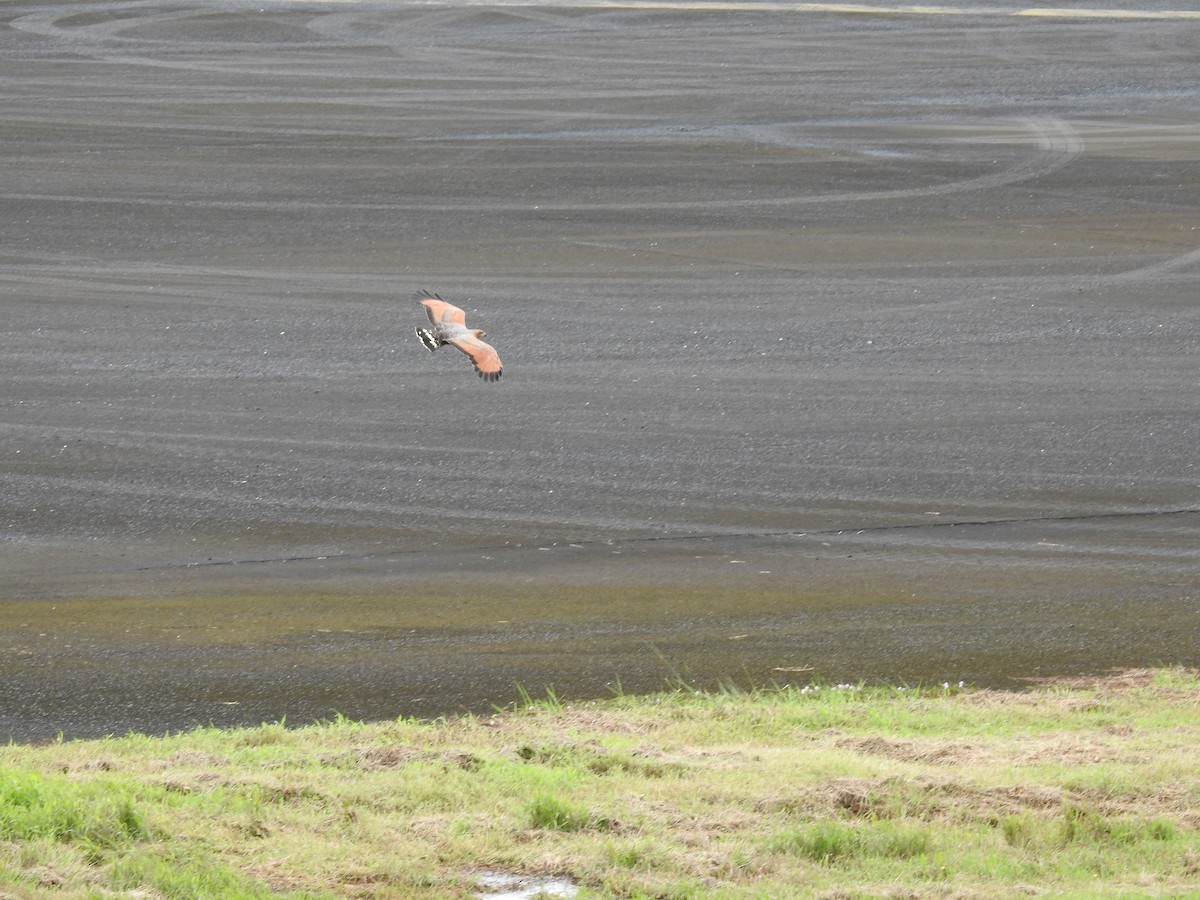 Savanna Hawk - ML644324427