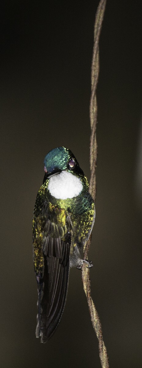 White-throated Mountain-gem - ML644324429