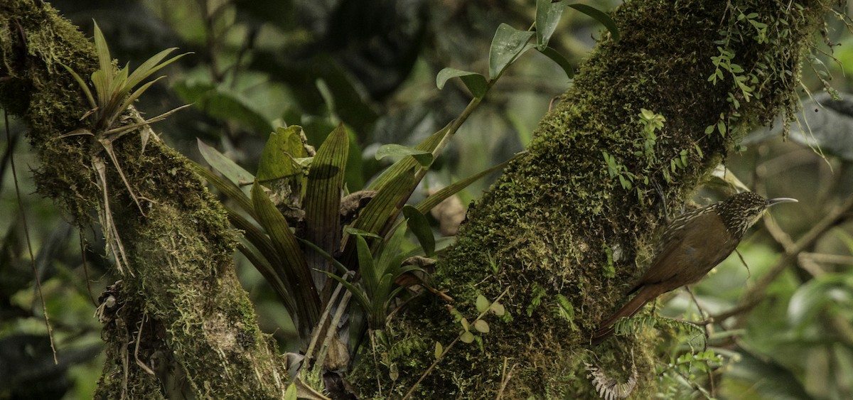 Streak-headed Woodcreeper - ML644324434