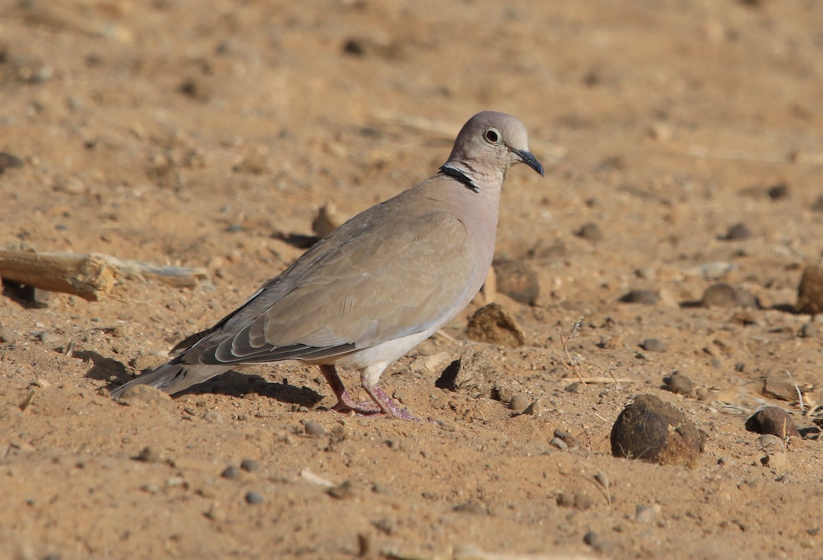 African Collared-Dove - ML644324439