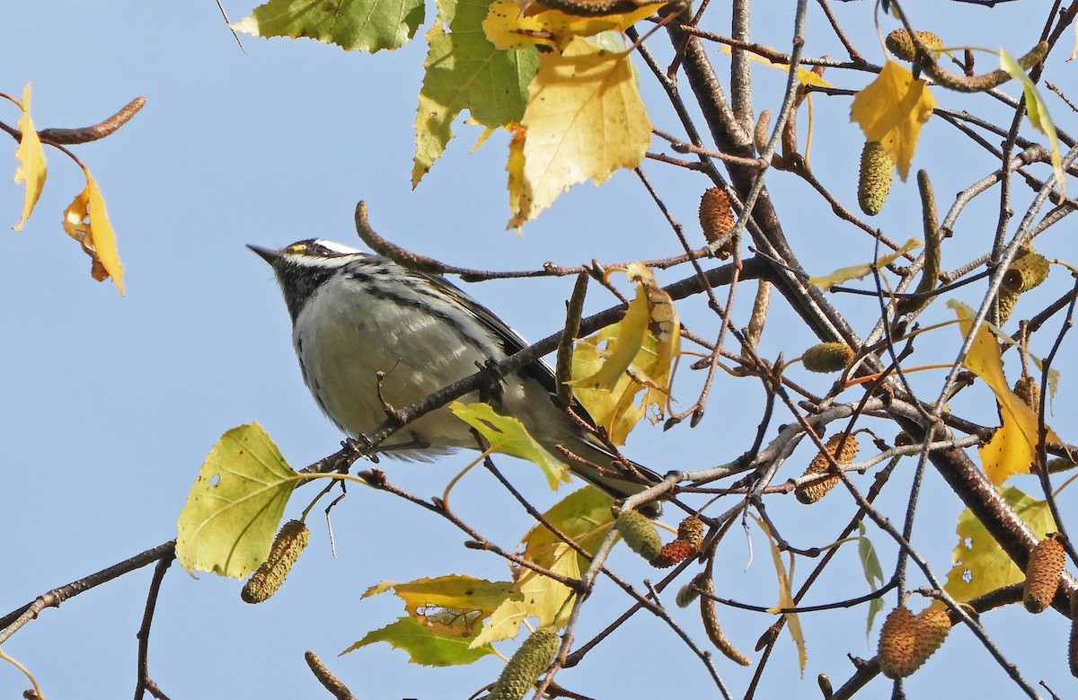 Black-throated Gray Warbler - ML644324440