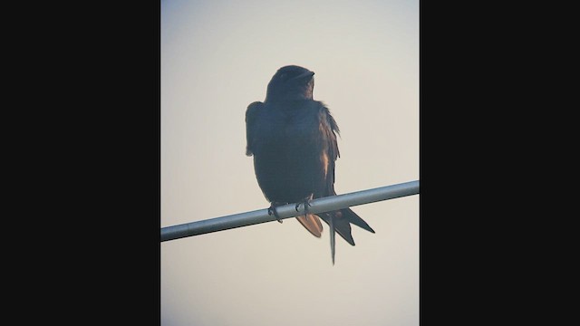 Purple Martin - ML644324441