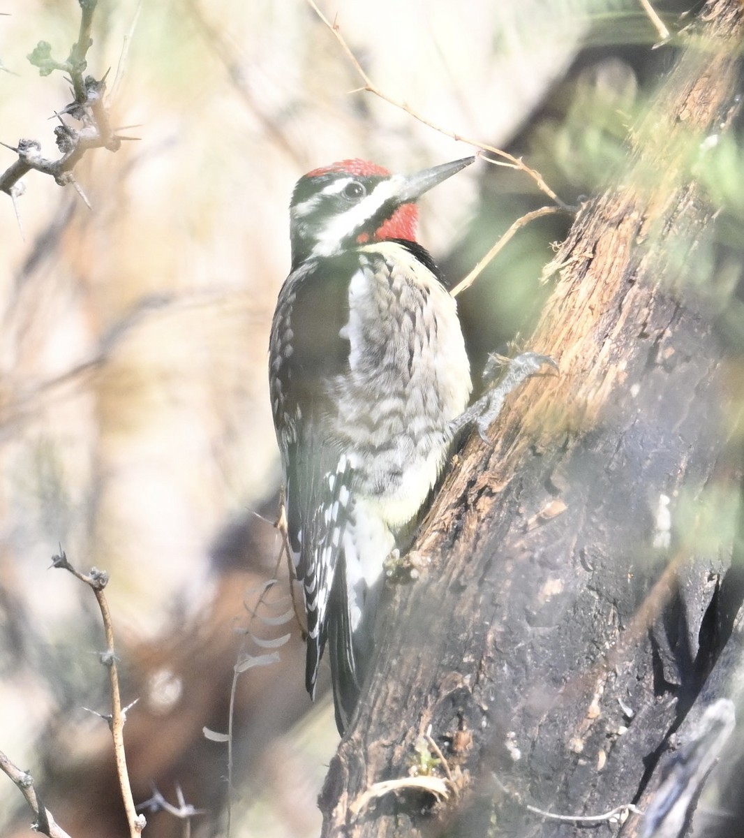 Rotnacken-Saftlecker - ML644324450