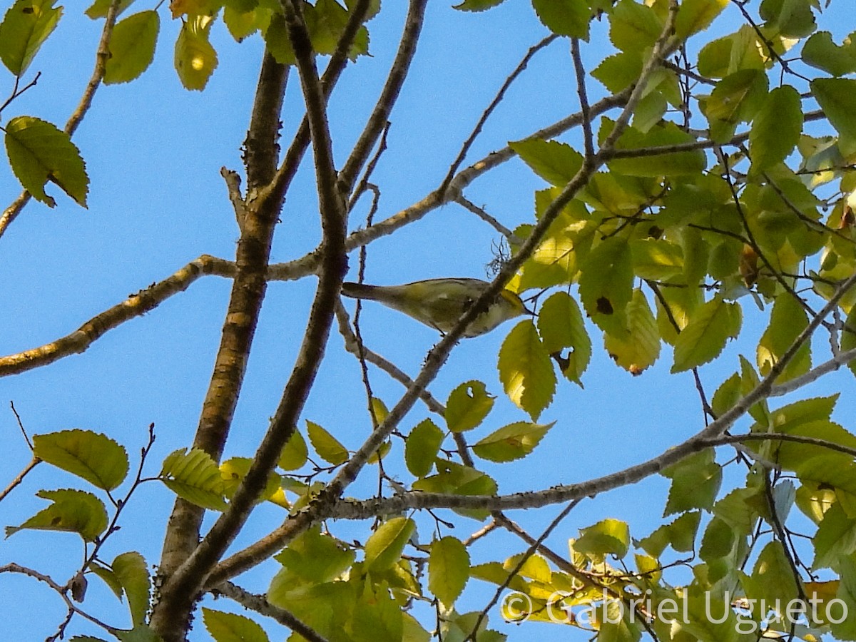 ノドグロミドリアメリカムシクイ - ML644324454