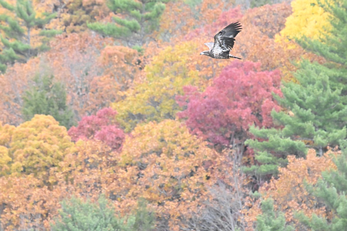 Ak Başlı Kartal - ML644324461