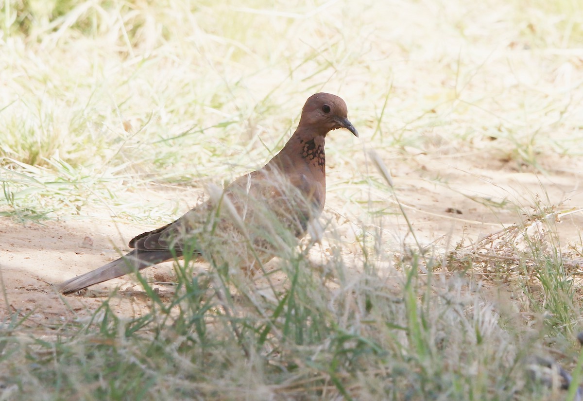 Tortora delle palme - ML644324466