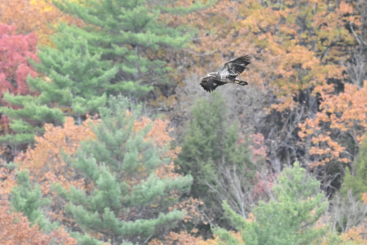 Ak Başlı Kartal - ML644324480