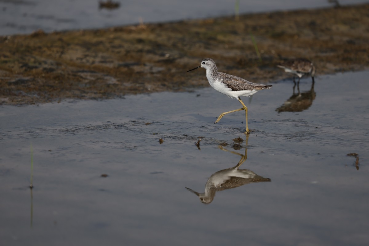 Marsh Sandpiper - ML644324482