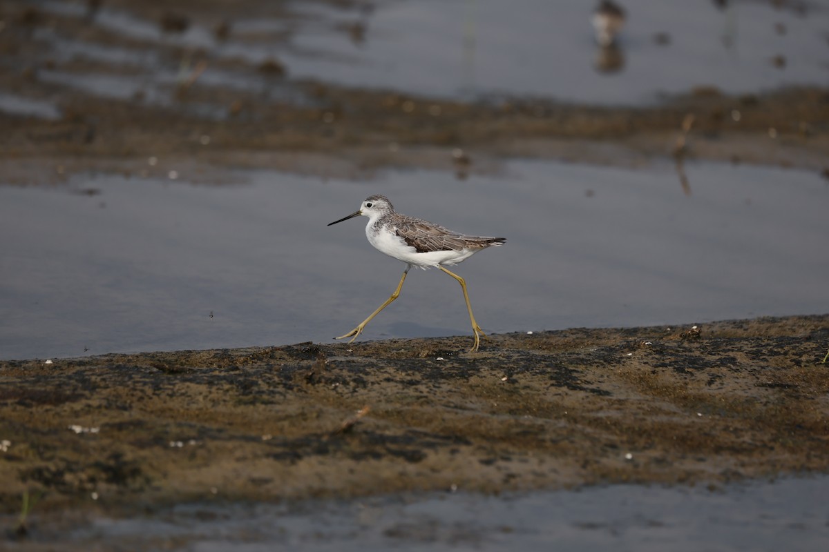 Marsh Sandpiper - ML644324483