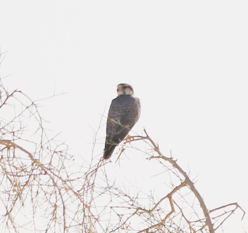 ラナーハヤブサ - ML644324502