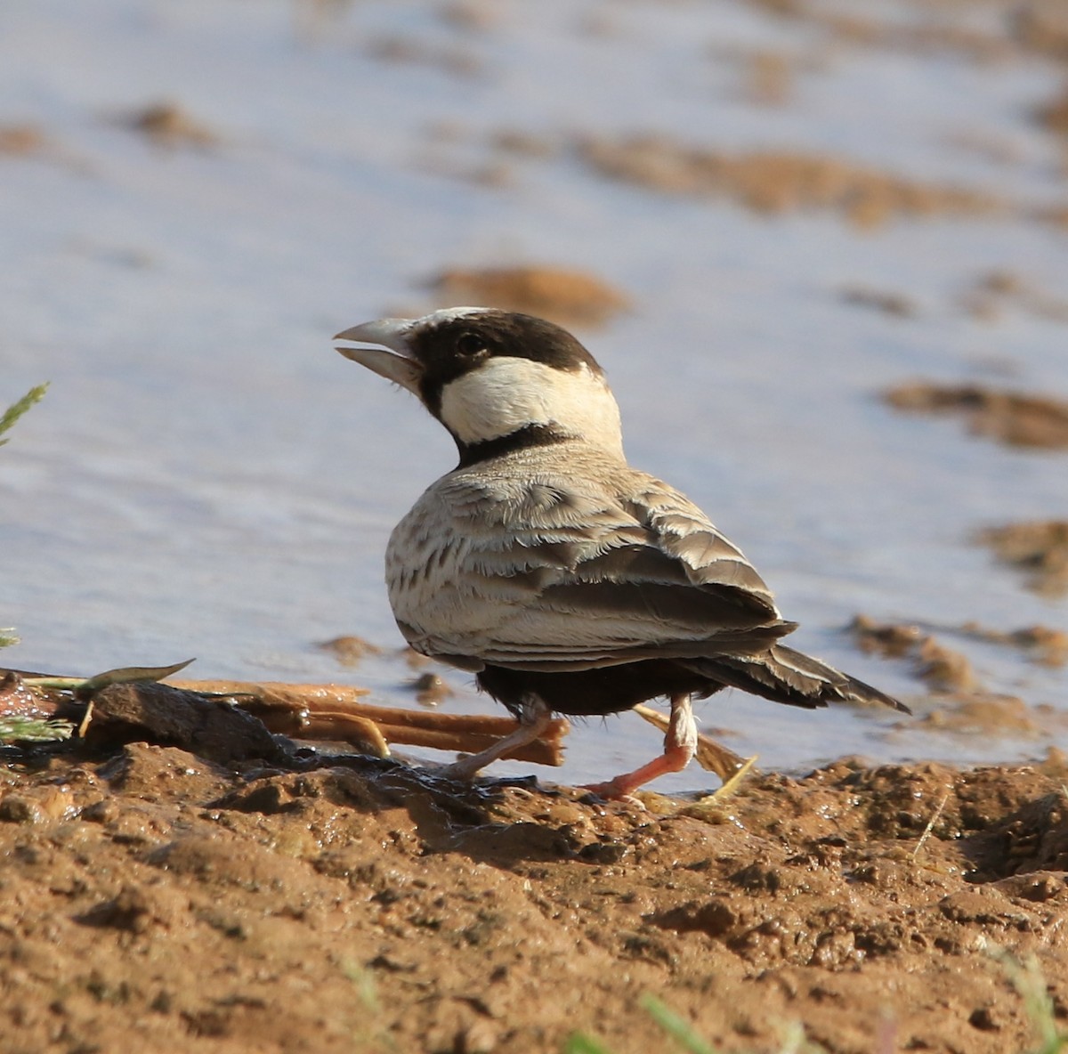 Black-crowned Sparrow-Lark - ML644324520